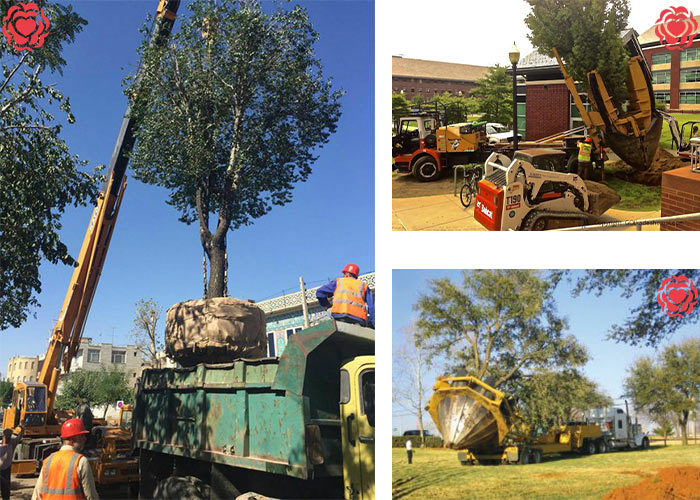 جابجایی درخت با تجهیزات به روز دنیا